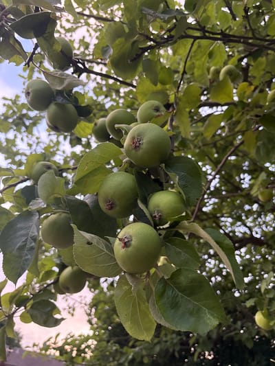 A close-up, low-angle shot captures a cluster of developing green apples hanging from the branches of an apple tree. The apples, varying slightly in size, are uniformly green and appear firm, with small brown marks at their calyx ends. Lush green leaves, some showing slight serrations along their edges, surround the fruit, creating a dense canopy. Sunlight filters through the leaves, creating dappled light and highlighting the textured surfaces of the leaves and apples. The background consists of more foliage and branches, with a soft, hazy sky peeking through in some areas. The overall impression is of a thriving tree in a natural or garden setting, likely a domestic garden in Chelmsford, United Kingdom, given the commonality of apple trees in such environments. There are no people, animals, or man-made structures clearly visible in the immediate vicinity of the apples. The image suggests a daytime scene, with soft, diffused light indicating either early morning or late afternoon.