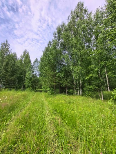 The image depicts a sunlit meadow with a well-trodden dirt path leading into a dense forest. The meadow is covered in lush green grass dotted with small white and yellow wildflowers, indicating a late spring or summer setting. The forest edge is visible on the right and in the background, composed of a mix of deciduous and coniferous trees, with prominent white-barked birch trees standing out. The sky above is a pale blue with scattered white, wispy clouds. The scene is tranquil and evokes a sense of a natural landscape. There are no people or animals visible in the image. The location is identified as Basharovo, Russia.