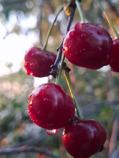 A close-up, low-angle shot features a cluster of ripe cherries on a branch, glistening with water droplets. The cherries are a deep red, with a slightly glossy surface. The background is blurred, creating a bokeh effect with circles of light that suggest foliage and sunlight filtering through trees. The lighting suggests it is either early morning or late afternoon, with warm tones illuminating the scene. The setting appears to be an outdoor environment, possibly a garden or orchard, and the image evokes a sense of freshness and natural beauty. The specific location in Булаев қалалық әкімдігі, Kazakhstan, is not discernible from the image itself, as there are no identifying landmarks or urban elements present.