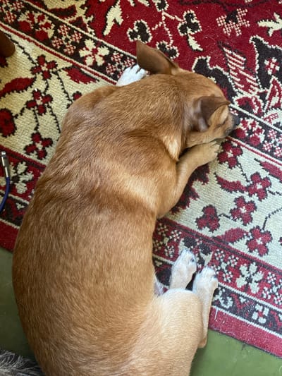 A small, tan-colored dog is sleeping on a patterned rug, with its head tucked under its paws. The rug has a red, cream, and black floral design. The dog's body is curved, and its paws are visible. A blue cable with a metallic connector is lying on the rug to the left of the dog. The scene is indoors, likely a residential setting. There is no information to suggest this location is in Oleksandriia, Ukraine.