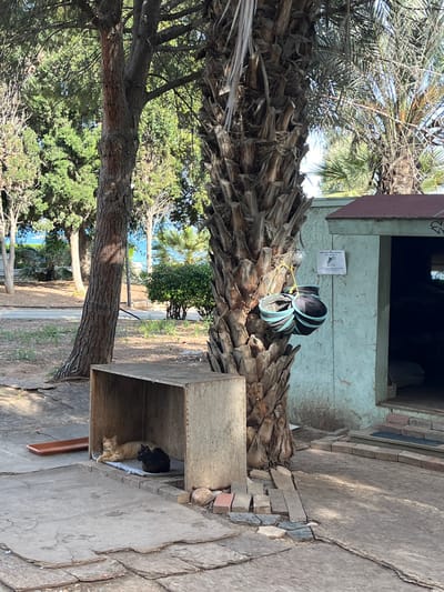 The image, taken in Germasogeia, Cyprus, presents an outdoor scene featuring a tree trunk in the foreground extending partially into the middle of the frame. Perpendicular to the trunk and to the right, is a wooden cat shelter in which two cats are resting. Above the shelter, a backpack rests on a palm tree trunk near a wall. In the background are other trees and foliage, with a glimpse of the Mediterranean sea. The ground surface is a combination of stone paving and bare earth. The image is taken from a somewhat low angle.