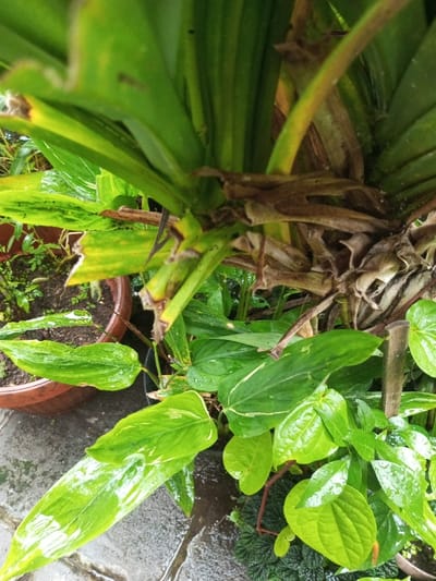 A close-up captures an array of lush green plants, glistening with moisture. Dominating the scene is a large plant with broad, striped leaves and a thick, dry stalk at its base. To the left, a terracotta pot is visible, hosting a collection of smaller plants. Below the main plant, various shades of green foliage intermingle, including heart-shaped leaves and smaller, textured leaves, creating a vibrant, diverse plant composition.