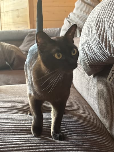 A close-up, high-angle shot shows a brown cat with yellow eyes looking upwards. The cat is lying on a textured, brown sofa. The sofa has a ribbed fabric. Part of a gray cushion with a striped pattern is visible in the upper left corner. There is a small white tag with the word "FORM" printed in black on the gray cushion. The background to the left of the sofa appears to be wooden paneling, suggesting an indoor setting, possibly a room in a house or cabin in Andreikovo, Russia. The lighting suggests it is daytime. The cat's ears are perked, and its gaze is directed upwards, indicating curiosity or attention to something above the frame. The overall mood is casual and domestic.