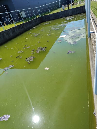 The image depicts an outdoor industrial water channel, likely part of a wastewater treatment facility, located in the area of Łomna-Las, Poland. The channel is filled with murky green water, and various debris and particulate matter float on its surface. The water is contained by concrete walls, with a metal railing system running along the top edge of one side. In the background, a dark-colored industrial building is visible, adjacent to a grassy area and more concrete structures. The sun is shining, casting reflections on the water's surface and creating a bright glare. A person is seated on a bench in the background, on the grassy area. The overall impression is one of a functional, albeit somewhat unkempt, industrial setting.