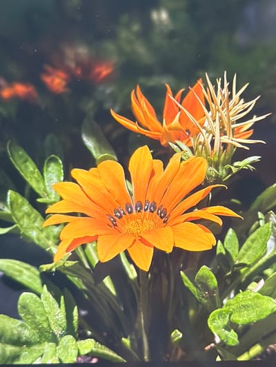 The image shows a close-up view of orange gazania flowers with green foliage. The focus is on two prominent flowers in the foreground, with one in sharp focus and another slightly blurred. The background is dark and out of focus, with hints of other orange flowers and green leaves. The image does not provide any information about the city of Oryahovo, Bulgaria.