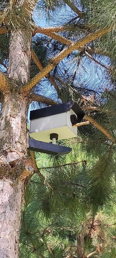 The image shows a birdhouse attached to a pine tree. The birdhouse is white with a black roof and entrance. A small perch extends from the front of the birdhouse. The birdhouse is mounted on a black bracket, which is attached to the rough bark of the tree. The tree has green pine needles and brown branches. The background is a clear blue sky. The image appears to have been taken during the day, likely on a sunny day. The overall scene suggests an outdoor setting, possibly a garden or park, in Dinskaya, Russia. There is no activity or event taking place in the image, as it is a still shot of the birdhouse and its surroundings. There is no visible text in the image.