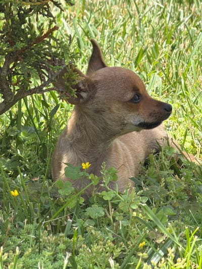 In Selanovtsi, Bulgaria, a small, light brown dog with dark eyes and a black nose is lying in thick green grass and vegetation, partially shaded by a dark green leafy bush. The dog is facing right, with its head turned towards the viewer's left. Two small yellow flowers are visible in the grass in front of the dog. The environment appears to be a natural outdoor setting, likely a garden or park, with sunlight filtering through the foliage.