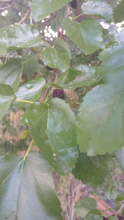 This image, taken in Dolno Izvorovo, Bulgaria, shows a close-up view of mulberry fruits and leaves on a tree. The focus is on the dark purple ripe mulberry fruit, with a cluster of unripe pale green mulberries visible beside it. Several large, green, lobed mulberry leaves are prominent in the foreground and background, some partially obscuring the fruits. The branches of the tree are visible, along with a blurred background suggesting an outdoor environment with other foliage and possibly sunlight filtering through. There are no people or animals present.