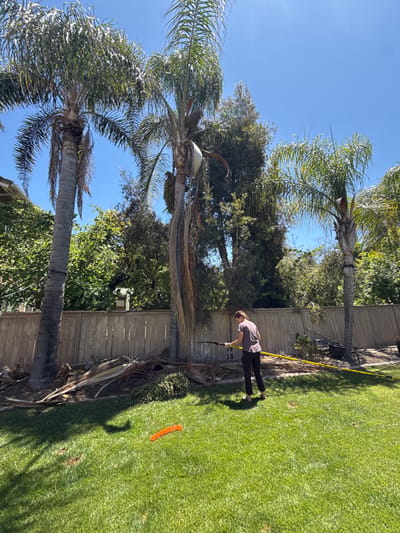 In Chula Vista, California, United States of America, a person is seen raking palm fronds in a grassy backyard with a wooden fence. The scene is illuminated by bright sunlight, suggesting a clear day. Three palm trees are visible, with one on the left being particularly tall and thick. Fallen palm fronds are scattered on the ground near the base of the trees. The person, wearing a grey t-shirt and black pants, is using a long-handled rake with a yellow pole to gather the debris. In the foreground, an orange object lies on the lush green grass. The background features more greenery and a portion of a house. The sky is a vibrant blue.