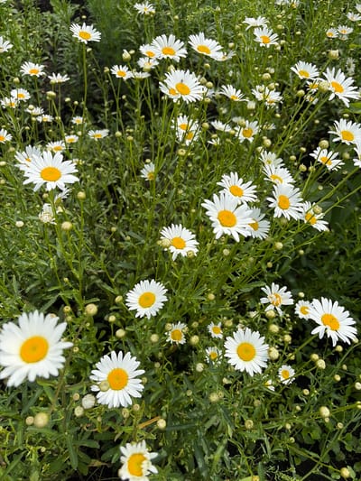 The image shows a close-up view of a field of daisies. The daisies are in various stages of bloom, with some fully open and others still in bud. The petals are white and the centers are yellow. The flowers are growing in dense clusters, with many stems and leaves visible. The background is a blur of green foliage, suggesting a natural outdoor setting. There are no people or animals visible in the image. This scene is consistent with a garden or meadow in Adnagulovo, Russia, during the warmer months when daisies are in bloom.