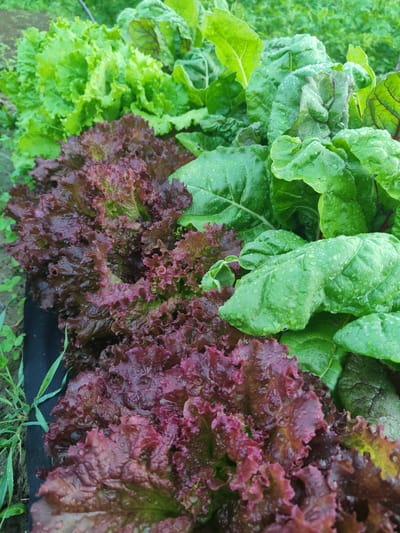 The image shows a close-up view of a vegetable garden in Talitsa, Russia. The garden bed is filled with a variety of leafy green vegetables, including red leaf lettuce in the foreground and bright green lettuce and Swiss chard behind it. The leaves are glistening with water droplets, suggesting that it has recently rained or the plants have been watered. The overall scene is vibrant and fresh, with the lush greenery dominating the frame. The focus is on the texture and colors of the produce, highlighting the natural beauty of the garden. The background is a blur of more greenery and soil, indicating an outdoor agricultural setting. There are no people or animals visible in the image. The time of day is difficult to determine precisely, but the soft lighting might suggest early morning or late afternoon. The weather appears to be overcast or recently rainy, given the water on the leaves. The location context of Talitsa, Russia, provides a specific geographical setting for this agricultural scene. No text is visible in the image.