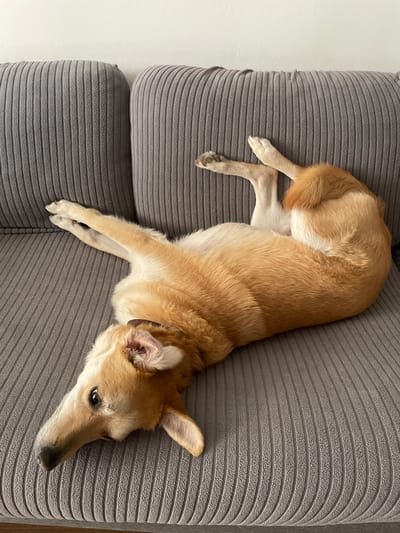 A light brown and white dog is lying on its back on a gray corduroy sofa. The dog's legs are splayed out, and its head is tilted to the side, looking towards the camera. The dog appears relaxed and comfortable. The background consists of a plain white wall. The scene is indoors, in what appears to be a living room. There is no indication of the location being in the city of Alboraia / Alboraya, Spain.