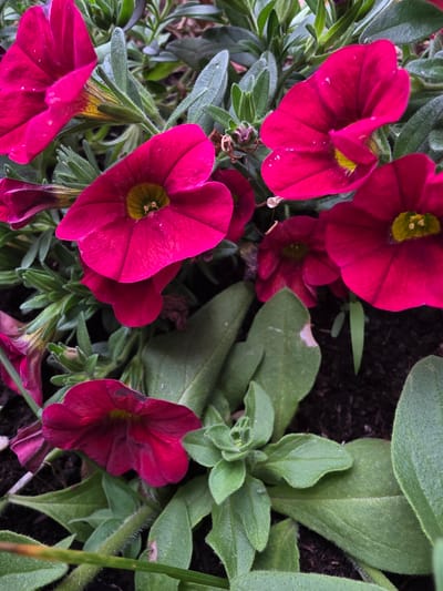 This is a close-up, overhead shot of several bright magenta petunia flowers with yellow centers. The flowers are in various stages of bloom, with some fully open and others still budding. The petals appear delicate and slightly dewy, with tiny water droplets visible on some of them. The vibrant pink of the flowers contrasts with the deep green foliage and the dark soil in the background. The lighting suggests it might be a cloudy day or early morning, as there are no harsh shadows. The image captures the natural beauty of the flowers in a garden setting.
