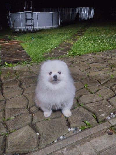 A white Pomeranian dog is sitting on a stone pathway at night. The dog is fluffy with dark eyes and a black nose. Behind the dog, a green lawn is visible, with a section of wooden planks and a hose in the foreground. In the background, there is an above-ground swimming pool with a ladder, and a metal fence. The lighting suggests it is nighttime, possibly in a residential area. The image does not contain any elements that would suggest a specific location within the city of Urkovo, Russia.