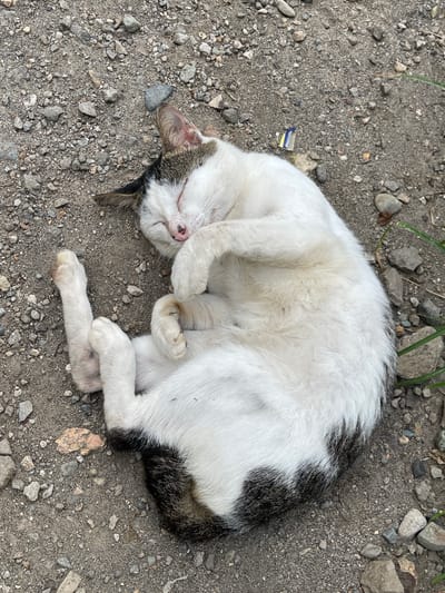A domestic cat is sleeping curled on its side on a dirt and gravel surface, likely an outdoor area within Tampakan, Philippines. The cat is predominantly white with black and brown markings on its head, ears, and tail. Its eyes are closed, and its paws are tucked close to its body, one paw covering its face. The ground is composed of small stones, pebbles, and dirt. There are a few blades of grass and a small piece of blue and yellow plastic debris visible in the background. The lighting suggests it is daytime.