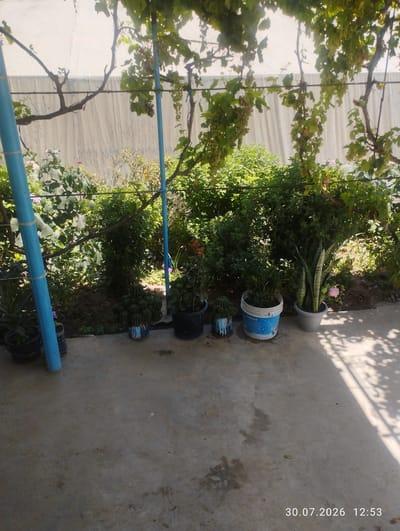 The image depicts an outdoor scene in Quyosh, Uzbekistan. The foreground is a concrete patio, with shadows from overhead foliage cast across it. In the background, a garden area is visible, featuring lush green bushes and plants. Several potted plants are arranged on the patio. These include a cluster of cacti in a blue and white patterned pot, a tall snake plant in a gray pot with a pink rose beside it, and a smaller plant in a white bucket. To the left, a large blue pipe is prominent, and further back, a white tarp or wall is visible behind the garden. Grape vines are seen overhead, with some grapes hanging from them. The timestamp "30.07.2026 12:53" is visible in the lower right corner. No people are present in the image.