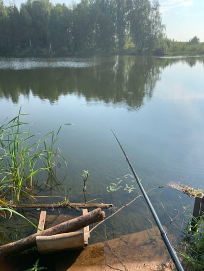 The image depicts a serene natural scene on a sunny day, likely in the vicinity of Dublenevka, Russia. The foreground features a calm body of water, reflecting the lush green trees that line the opposite bank. A fishing rod, held by an unseen person, extends into the water from the right side of the frame, with its line faintly visible. Tall green reeds and aquatic plants grow along the water's edge, adding to the natural ambiance. A makeshift wooden structure, possibly a small pier or platform, is partially submerged in the water near the reeds, made of weathered logs and planks. The water itself is clear, with some aquatic vegetation visible beneath the surface. The overall impression is one of peaceful solitude and the enjoyment of outdoor recreation.