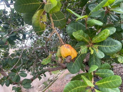 The image shows a close-up view of a cashew tree branch with ripe cashews. The cashews are in various stages of ripeness, with some green and others yellow and orange. The cashew apple, the fleshy part of the fruit, is prominent, and the kidney-shaped cashew nut is visible at the end of the apple. The leaves of the tree are large and glossy green, with some showing signs of browning or damage. The branch is laden with these fruits and leaves, creating a dense, natural look.

The background is slightly blurred, but it suggests an outdoor setting with other trees and foliage visible. There are hints of a pathway or ground covered in reddish-brown soil and some scattered rocks or concrete elements, possibly indicating a garden or an area near a building. The lighting suggests it is daytime, and the presence of water droplets on some leaves might indicate recent rain or dew.

No people are visible in the image. The focus is entirely on the natural elements of the cashew tree and its fruit. The scene appears serene and natural, showcasing the bounty of the tree. The overall impression is one of natural growth and the process of fruit maturation in a tropical or subtropical environment. There is no visible text in the image.