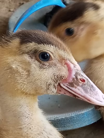 Close-up shot of two ducklings, one in focus and the other blurred. The duckling in focus has light brown feathers, a dark brown head, and a dark blue eye. Its beak is mottled pink and brown with visible nostrils. The ducklings are positioned in or near a light blue sandal. The location is Tanjongnie, Indonesia.