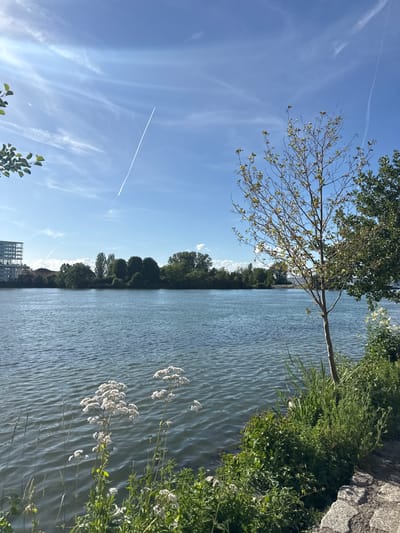 The image depicts a serene waterside scene in Weil am Rhein, Germany. A wide, calm river occupies the majority of the frame, its surface rippling gently under a bright blue sky dotted with wispy white clouds and airplane contrails. On the opposite bank of the river, a dense line of trees forms a lush green border, interspersed with buildings, including a modern, multi-story structure with a grid-like facade on the left. The foreground features a rocky embankment covered with various green plants and wildflowers. A slender tree with sparse, yellowish-green leaves stands prominently on the right side of the embankment, adding to the natural beauty of the scene. The overall impression is one of tranquility and natural beauty, with hints of urban development on the distant shore.