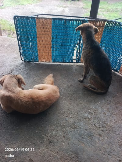 Two dogs are resting on a concrete floor outdoors, in front of a woven partition made of blue and orange strips. The dog in the foreground is light brown and curled up on its side, facing away from the camera. The dog in the background is darker brown and brindle, sitting upright and looking away from the camera towards the right. The scene appears to be in a somewhat rural or undeveloped area, with hints of vegetation and gravel in the background. The lighting suggests it is daytime, possibly overcast. The time stamp on the image indicates June 19, 2026, at 06:32, and the text "natha" is also present.