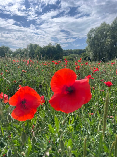 A field of red poppies with green stalks and buds is in full bloom under a bright blue sky with scattered white clouds. In the foreground, two prominent red poppies are in focus, their petals slightly blurred due to the shallow depth of field. The field extends into the background, where more poppies and green foliage create a dense carpet of color. Trees line the horizon, with a few taller trees on the right side of the frame. The image depicts a natural landscape, likely in a rural or park setting, showcasing the beauty of wildflowers during a sunny day.
