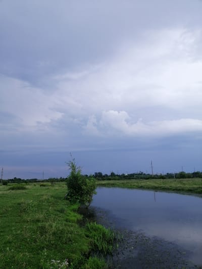 The image depicts a natural landscape near Krasnoluka, Ukraine, characterized by a body of water to the right and a grassy field to the left. The sky is overcast with varying shades of gray and white clouds. A small tree with green foliage is situated at the edge of the water, near the grassy bank. In the background, a line of trees and vegetation stretches across the horizon, punctuated by power lines and poles. The water appears dark and reflects the sky. The scene suggests an outdoor, possibly rural or semi-rural environment. There are no people or animals visible in the frame.
