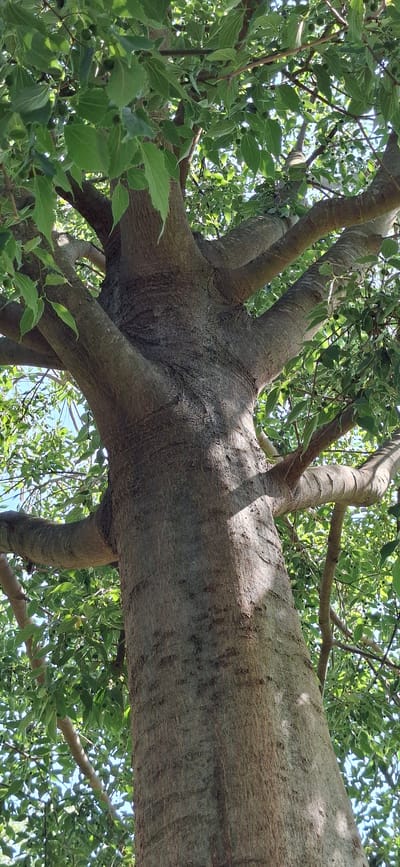 This is a close-up, low-angle shot looking up into the branches of a large tree. The main subject is the thick, textured bark of a substantial tree trunk that dominates the foreground, stretching horizontally across the frame. Sunlight dapples the bark, creating patterns of light and shadow, suggesting a bright, possibly sunny day.
The bark is a greyish-brown with visible ridges and furrows, indicative of age. Several smaller branches diverge from the main trunk, creating a complex, almost architectural structure within the tree. These branches also exhibit textured bark, though less prominent than the main trunk.
Surrounding the branches is a dense canopy of bright green leaves, which are slightly out of focus in many areas, emphasizing the bark's detail. Some small, dark green berries or developing fruits are visible amongst the leaves. The background is a bright, light blue sky, mostly obscured by the foliage.
The perspective suggests the viewer is lying on the ground beneath the tree or perhaps standing on a lower branch. There is no discernible activity or event taking place, other than the natural state of a tree in daylight. The scene evokes a sense of being enveloped by nature, with a focus on the organic textures and forms of the tree. There is no visible text in the image. The location context is Graz, Austria, but this cannot be visually inferred from the image itself.