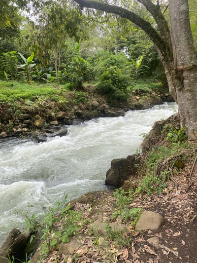 A flowing river cuts through a lush, green natural setting. The water is a bright, milky white, with visible rapids and churning currents, suggesting a fast-moving flow. The riverbanks are a mix of dark rocks, scattered leaves, and vibrant green foliage. On the left bank, a thick, textured tree trunk arches over the scene, its bark weathered and covered in moss. The vegetation is dense, with various shades of green indicating a variety of plants, including what appear to be large, broad leaves of tropical plants like bananas. The overall impression is one of a wild, untamed natural environment.
The scene appears to be captured during daylight, likely in the morning or afternoon, with soft lighting filtering through the trees. The weather seems to be pleasant, with no indication of rain or harsh sun. The location cues of dense tropical vegetation and the type of rock formations are consistent with a natural environment like Uning, Indonesia. There are no people or specific objects other than natural elements visible in the image. The overall mood is serene and natural, highlighting the power and beauty of flowing water within a vibrant ecosystem. No text is visible in the image.