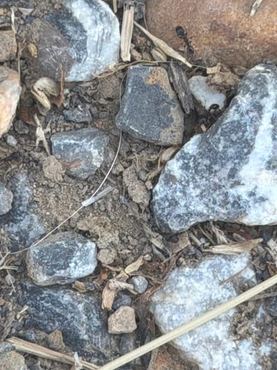 The image depicts a close-up view of a patch of ground covered in small stones, dirt, and dried plant matter. Two ants are visible; one black ant is positioned on a large, brown, rounded stone in the upper right quadrant of the image, and another black ant is located near the bottom center of the frame, amongst the rocks and dirt. The overall environment appears to be an outdoor setting, likely in a natural or semi-natural area given the composition of the ground cover. There are no discernible buildings or man-made structures visible. The scene is static and shows no active events. The location is stated to be in Valdefresno, Spain.