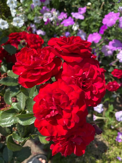A cluster of vibrant red roses dominates the foreground of the image. The roses are in full bloom, with multiple layers of petals. Behind them, a bokeh background of other flowers in various shades of pink, purple, and white is visible, interspersed with green foliage. The lighting suggests it is daytime, casting shadows on the rose petals and leaves. In the lower left corner of the image, a portion of a person's foot wearing a sandal is visible. The scene appears to be a garden or park setting. There is no information available about the specific location in Ventsy, Russia.