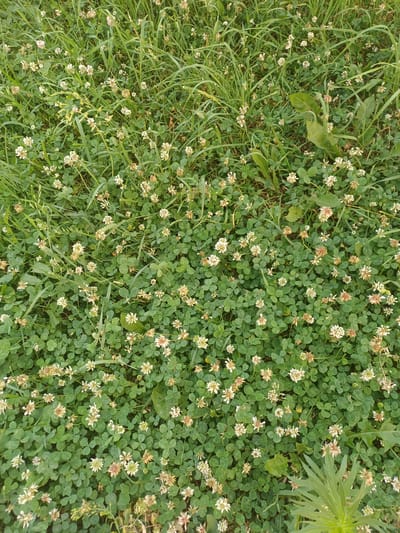 The image shows a dense patch of clover and grass, with numerous small white and pinkish-white clover flowers scattered throughout. The clover is characterized by its trifoliate leaves, and the grass is a vibrant green. Several larger, broader leaves, possibly from a different plant, are interspersed within the greenery. In the upper right quadrant, a portion of a plant with feathery, elongated leaves is visible, suggesting a natural outdoor setting. The lighting appears to be natural daylight, with no harsh shadows, indicating it might be a partly cloudy day or late afternoon. The overall scene is one of natural overgrowth in a grassy area, possibly a field, meadow, or garden edge. There is no visible text in the image. The setting is identified as Elitnyi, Russia.