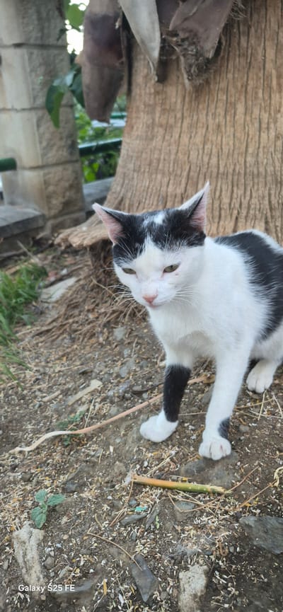 A black and white cat stands on the ground near the base of a palm tree in Almáchar, Spain. The cat is facing the camera with its head slightly tilted. It has green eyes, a pink nose, and white whiskers. Its fur is predominantly white with black markings on its head, back, and one hind leg. The ground is covered with dry leaves, twigs, and small stones. Behind the cat, the rough, fibrous bark of the palm tree is visible. To the left of the cat, a stone structure and some green foliage can be seen. The lighting suggests it is daytime, possibly late afternoon, casting soft shadows. The bottom of the image shows the text "Galaxy S25 FE".