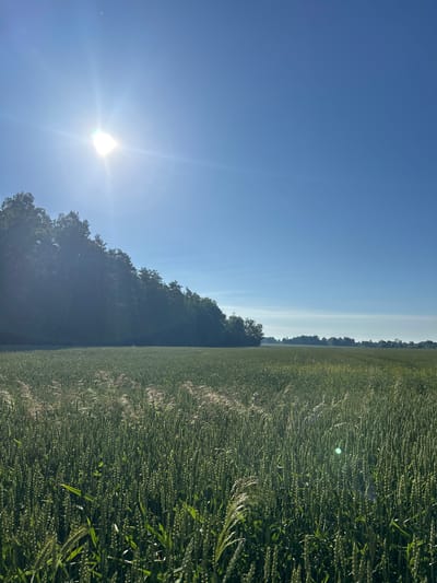 The image depicts a vast, green field of crops, likely wheat, under a clear blue sky. The sun is high and bright, casting lens flare and illuminating the scene. To the left, a dense line of trees forms a dark silhouette against the sky, bordering the field. The far horizon shows a hazy, lighter blue, suggesting distance. The field itself is filled with vertical stalks of grain, some of which are lighter in color, possibly due to wind or sunlight. The overall impression is of a serene, rural landscape bathed in bright daylight. The specific location is Гудзевіцкі сельскі Савет, Belarus. There are no people or visible man-made structures in the immediate vicinity of the field.