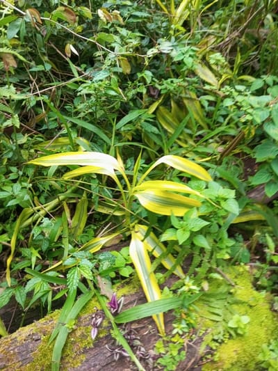 The image displays a natural, overgrown area in Naya andura, India, characterized by dense vegetation. A prominent plant with distinct yellow and green variegated leaves is centrally positioned within the frame. Surrounding this plant are various other types of foliage, predominantly in shades of green, including smaller-leafed ground cover, ferns, and taller, darker green plants. A horizontal log or branch, heavily covered in bright green moss, extends across the lower half of the scene. On and around this log, a plant with green and purple-striped leaves is visible, alongside small purple flower-like structures or buds. No human subjects, animals, or artificial objects are present.