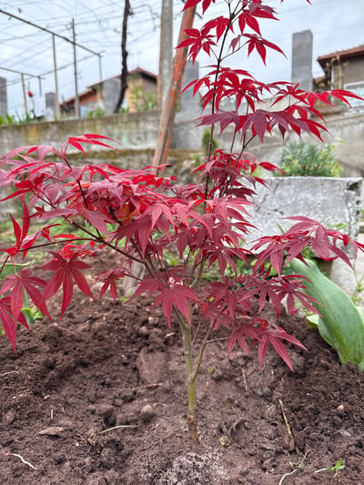 This media file captures a close-up of a vibrant young Japanese maple tree (Acer palmatum) with striking red, deeply lobed leaves, set in a garden in Boboshevo, Bulgaria. The tree, appearing to be recently planted, is positioned slightly to the left of the frame's center, extending branches with dense foliage upwards and outwards.
The ground around the tree is dark brown, freshly tilled soil, with some small clods and bits of organic matter visible. In the background, to the right, a large, broad green leaf of another plant is partially visible, offering a color contrast to the red maple. Further back, various muted tones suggest human-made structures and other vegetation. A light-colored concrete or stone post stands vertically behind the tree, and hints of a wooden fence post or support structure are also present. The distant background on the left shows blurred details that might include parts of a building or a greenhouse frame under an overcast sky.
The lighting appears natural and soft, indicating daytime without harsh sunlight, allowing the rich red hues of the maple leaves to stand out. There is no explicit activity taking place; the image is a still depiction of a plant in its environment. No visible text is present in the image.