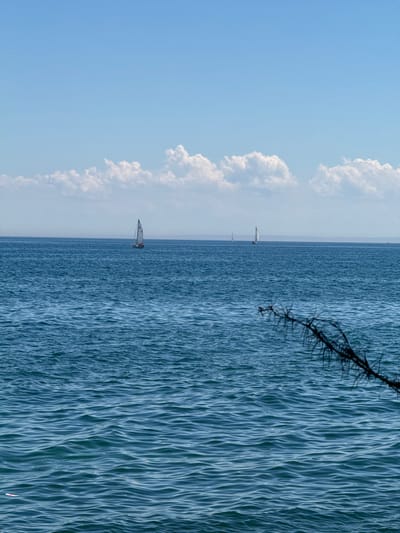 The image depicts a serene seascape under a clear blue sky with scattered white clouds. The foreground is dominated by the rippling surface of a deep blue body of water, possibly Lake Ontario, with a dark, thorny branch partially obscuring the view from the right side. In the mid-ground, several sailboats are visible, including one larger sailboat with a white sail in the center and two smaller ones in the distance. The horizon line is faintly visible, separating the water from the distant shore and sky. The scene conveys a sense of tranquility and open space, suggestive of a bright, sunny day. The location is Oakville, Canada, likely along its waterfront.