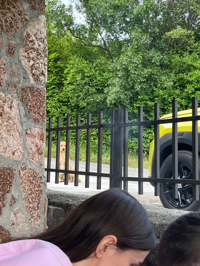 The image shows a scene in Dupilo, Montenegro. A stone wall with a dark metal gate is in the foreground. Behind the gate, a tan-colored dog is visible. Behind the dog is grass. To the left of the gate is a tree. Above the gate is a yellow car. In the foreground are two people. One person is cropped to only show the back of their head. The other person is cropped to show only their ear and the side of their hair and pink shirt.