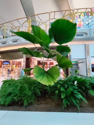 In Al Matar, United Arab Emirates, an indoor scene features a large fan palm tree as the central subject, its vibrant green leaves dominating the foreground. The palm is surrounded by lush green ferns and other foliage, planted in a bed of small, dark grey stones. Behind the plants, a retail environment is visible, with shelves stocked with various products. In the background, a multi-level structure with yellow railings and a white ceiling suggests a modern building, possibly an airport or a large commercial space. The overall lighting is bright and artificial.
