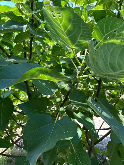 The image shows a close-up view of a fig tree with several small, green figs on its branches, surrounded by large, green leaves. The leaves exhibit prominent venation, and some have minor imperfections, such as small holes. The scene appears to be outdoors, under natural sunlight, with a bright blue sky visible in the upper left corner and the ground, covered with dry vegetation and shadows, in the background. The context of Zaboizkiy, Russia, is provided, suggesting this is a tree in that location.