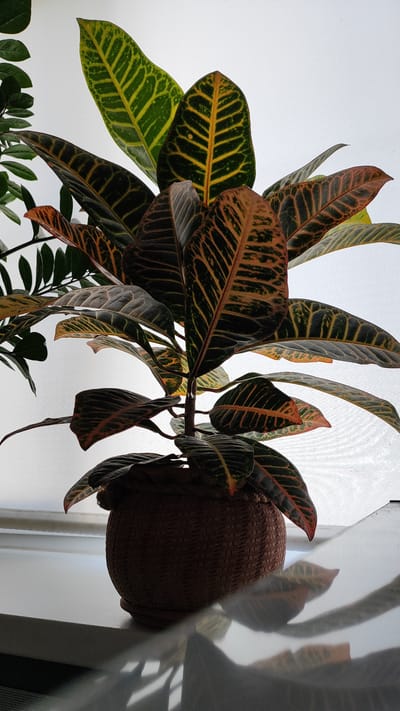A close-up, vertical shot focuses on a potted plant with vibrantly colored leaves. The plant is positioned on a white surface that appears to be a windowsill, with a sheer white curtain creating a diffused background. The leaves of the plant display a striking pattern of dark green, yellow, and reddish-brown veins against a darker green or bronzed background. Some leaves are broad and pointed, while others are narrower and more elongated. The plant is housed in a round, dark brown textured pot that has a woven or basket-like appearance. A shadow of the plant is cast onto the reflective white surface in front of it, creating an abstract pattern. The lighting suggests it may be daytime, possibly with diffused sunlight coming from behind the curtain. The overall scene evokes a sense of indoor tranquility and natural beauty. No text is visible in the image.