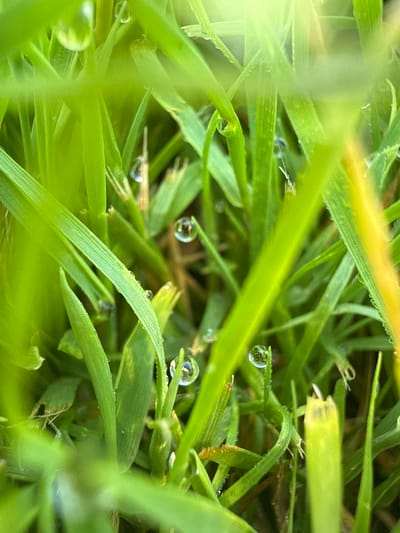 The image is a close-up, macro photograph of dewdrops on blades of green grass. The focus is sharp on several individual water droplets, some reflecting light and magnifying the grass blades beneath them. The blades of grass are vibrant green, with some showing subtle yellowing or browning at the tips. The background is blurred, creating a shallow depth of field that emphasizes the texture and detail of the water and grass. There are no people, animals, or man-made objects visible in the image. The environment appears to be outdoors, in a natural setting such as a lawn or meadow. No specific location within Baryshevo, Russia can be determined from the visual information provided.