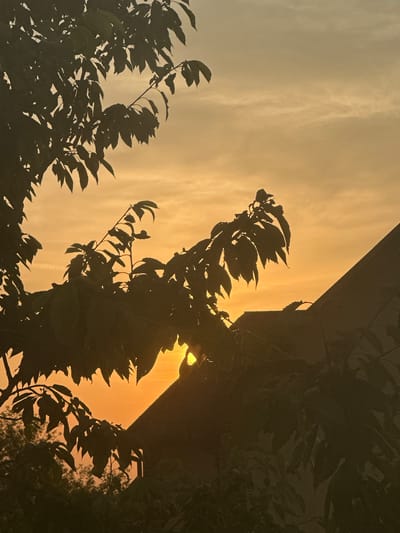 The image captures a silhouette of tree branches with leaves against a hazy, orange sky, indicative of a sunset. The branches are dark and detailed, with the sun’s rays partially visible behind them, creating a soft glow. In the background, a dark, angular shape suggests the roofline of a building. The overall impression is one of a tranquil evening scene, possibly in a residential area of Yavoriv, Ukraine.