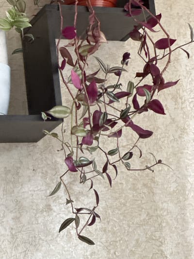 A purple and green trailing houseplant hangs over a textured beige wall. The plant has long, thin stems with ovular leaves that are a mix of deep purple and variegated green and white. The plant is displayed on a dark brown shelf, a portion of which is visible in the upper left corner. The background appears to be a wall with a stucco-like texture. The image appears to be a still life, with no people or actions depicted. The scene is indoors, with the lighting suggesting ambient room light. The location is Tuchkovo, Russia.