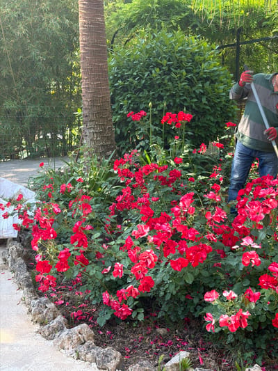 A person wearing a long-sleeved green and tan rugby shirt, blue jeans, and red gloves is gardening near a bush of red roses. The location is Bunyola, Spain, as per the instructions. The person is holding a white-handled gardening tool. The roses are in full bloom, and the area around the bush has fallen petals. The bush is next to a palm tree and other green bushes. A stone wall is visible near the edge of the rose bush.
