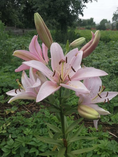 This is a close-up, eye-level, outdoor photograph of a cluster of pink lilies in bloom, with several buds also visible. The lilies are the primary subject, with their delicate petals, prominent stamens, and spotted markings clearly discernible. Some petals are adorned with water droplets, suggesting recent rain or dew. The flowers are on a green stem with long, lance-shaped leaves. The background is softly blurred, showing lush green foliage and a hint of a wooden fence and trees, indicative of a garden or natural setting within the Рэчыцкі сельскі Савет, Belarus. The sky appears overcast, contributing to the diffused lighting of the scene.