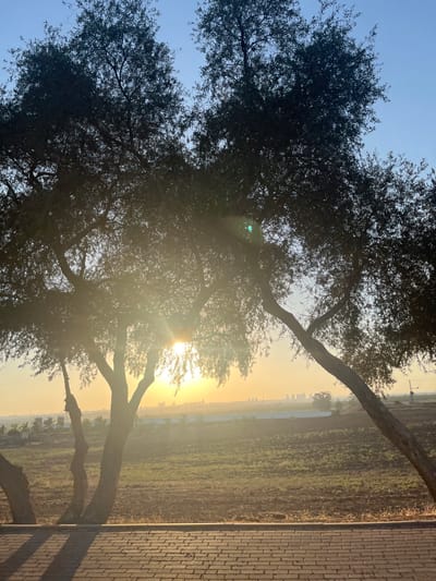 The image depicts an outdoor landscape scene at sunrise or sunset within the Brener Regional Council, Israel. The foreground consists of a paved path or walkway constructed from red-brown rectangular pavers laid in a herringbone pattern, exhibiting elongated shadows from the trees behind it. The midground is dominated by several large, dark-silhouetted trees with dense foliage and visible trunks, including one in the center with multiple stems and another leaning significantly to the right. The low sun is visible directly behind the central trees, creating a strong golden glow and prominent lens flare. Beyond the trees, the background features an expanse of fields, some showing tilled earth and others nascent green growth, leading to a hazy horizon. A distant city skyline with multiple buildings and a visible construction crane is discernible on the horizon against a sky that transitions from light blue at the top to golden orange near the sun. No individuals, animals, specific actions, or interactions are visible.