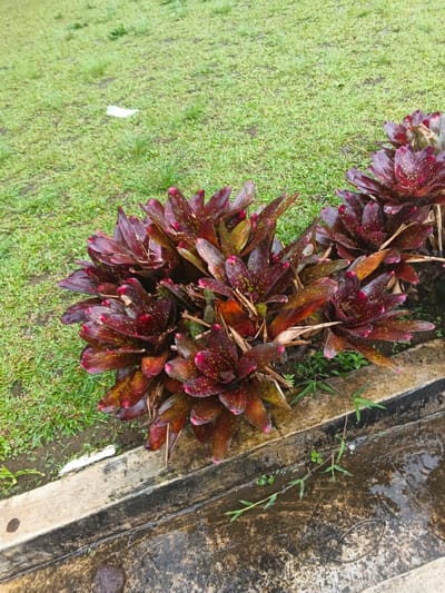 This image, taken in Tapaiteng Uesa, Bhutan, displays a close-up outdoor scene dominated by a cluster of broad-leafed plants in the foreground, likely a species of bromeliad or similar. The plants exhibit dark reddish-purple foliage with scattered green spots and distinct bright pink margins on many of the leaves, suggesting new growth or specific varietal characteristics. They are densely arranged, forming several distinct clumps.
Immediately adjacent to the plants is a multi-tiered concrete structure, appearing as a curb or low retaining wall. The top tier is a narrow, lighter gray, while the lower, broader tier is darker and shows signs of moisture and age, including discoloration and possible moss or mildew. Small green herbaceous plants are visible growing along the base of the concrete and extending onto the lower concrete surface.
The ground beyond the concrete structure, in the upper and mid-background, is a vibrant green lawn or grassy area, appearing damp or wet. A small piece of white debris, possibly plastic or paper, is visible on the grass in the upper left quadrant. The lower concrete surface also appears wet, with small puddles and reflections visible, indicating recent rain or irrigation. No people, animals, or specific actions are depicted in the scene. The overall lighting is diffused, suggesting an overcast sky.