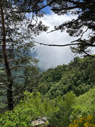 The image depicts a mountainous landscape near Nizhnyaya Teberda, Russia. The foreground is dominated by the thick branches of a large coniferous tree, framing a view of a verdant valley below. The valley is covered in dense green forest, with the trees appearing as a textured carpet of various shades of green. In the background, mountains are shrouded in a thick layer of clouds, creating a sense of depth and mystery. The sky above is a mix of blue patches and white clouds, indicating fair weather with some cloud cover. There are no people or man-made structures visible in the image, suggesting a natural and secluded environment. The overall impression is one of wild, untamed nature, characteristic of mountain regions.