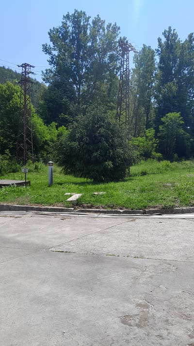 The image depicts an outdoor scene in Leshnitsa, Bulgaria. In the foreground, there is a concrete surface with distinct lines indicating paved sections. A concrete curb separates this area from a grassy embankment. Behind the curb, the ground is covered in green grass, with a few scattered white rectangular objects. A solitary white cylindrical object with a conical top stands in the grass. To the left, a small white sign is visible.
Dominating the midground is a large, dense evergreen tree. Behind the evergreen and to the left, a tall, rusty metal pylon stands, supporting electrical wires that stretch across the frame. Further to the right, another similar metal pylon is partially obscured by trees. The background is filled with lush green trees of varying heights, suggesting a natural or semi-natural landscape. The sky is clear and blue. The overall impression is a clear, sunny day in a location with both man-made infrastructure and abundant vegetation.
